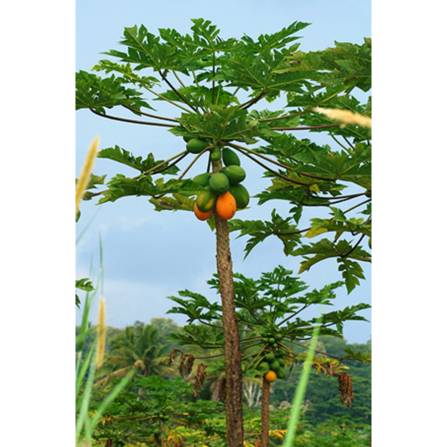 Önbeporzó papaya, Dinnyefa (Carica papaya ’solo’) | termőképes