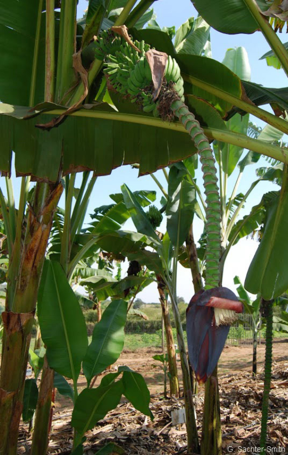 Termő desszert banán (Musa acuminata ssp. 'Burmannica')