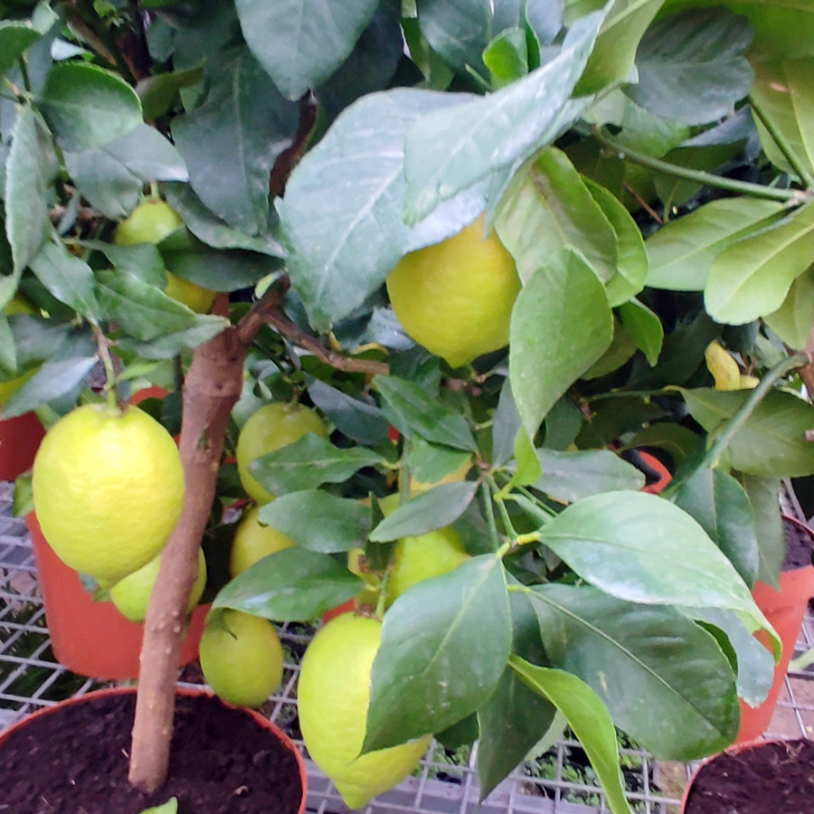 Cappuccio citrom (Citrus limon ‘Cappuccio’)
