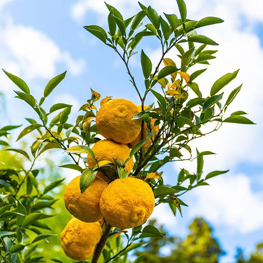 Fagytűrő japán citrom, Yuzu (Citrus ichangensis x Citrus reticulata var. austera)