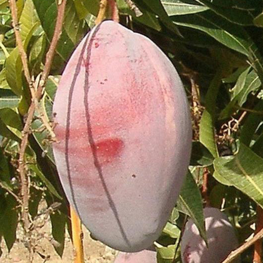 Mangó oltvány (Magnifera indica ‘Osteen’)