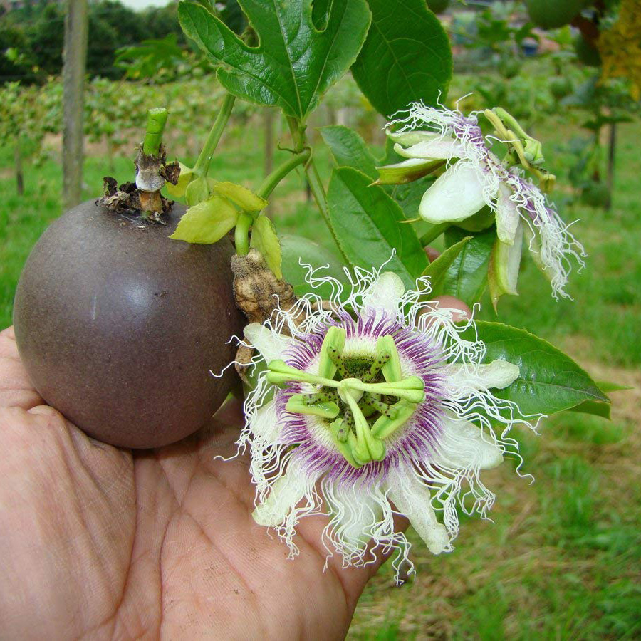 Maracuja (Passiflora edulis)