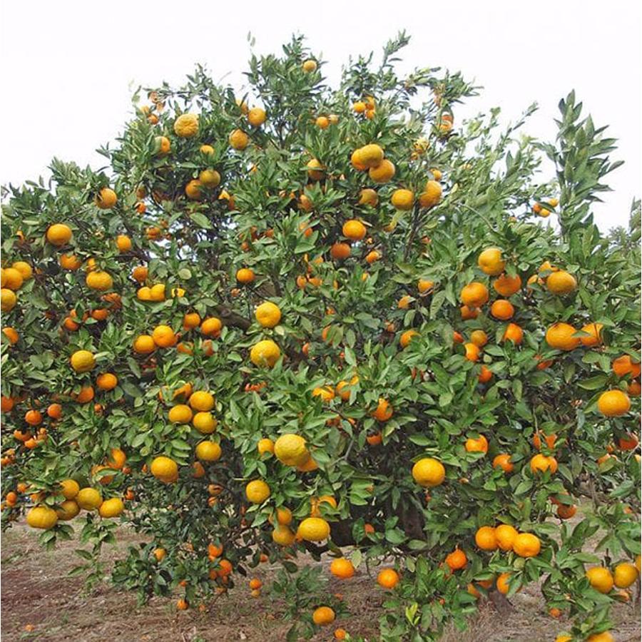 Satsuma japán mandarin (Citrus unshiu)