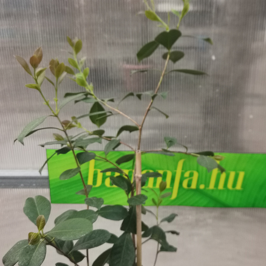 Szamóca guava (Psidium cattleianum)