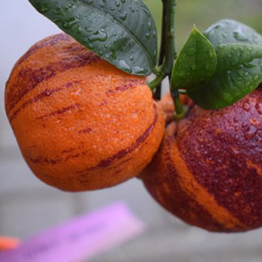 Szivárvány narancs, Citrus Arcobal (Citrus Meyeri X Citrus Sinesis Doppio Sanguinello)