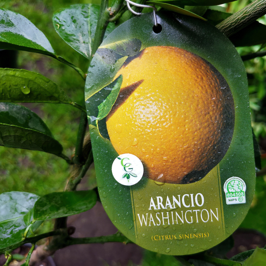 Termő narancs (Citrus sinensis 'Washington')