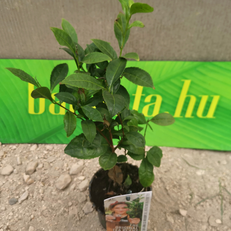 Valódi tea (Camellia sinensis)