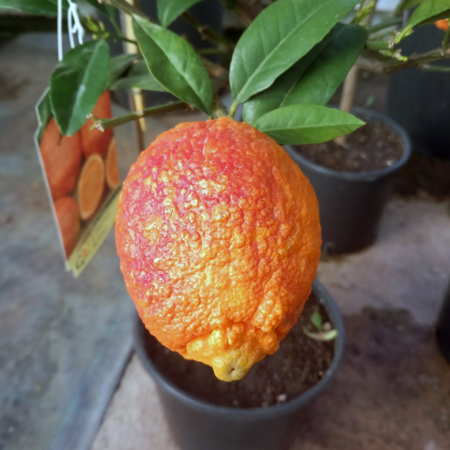 Vörös citrom (Citrus volkameriana)