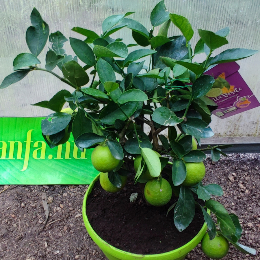 Zöld lime, Limetta verde (Citrus aurantifolia)