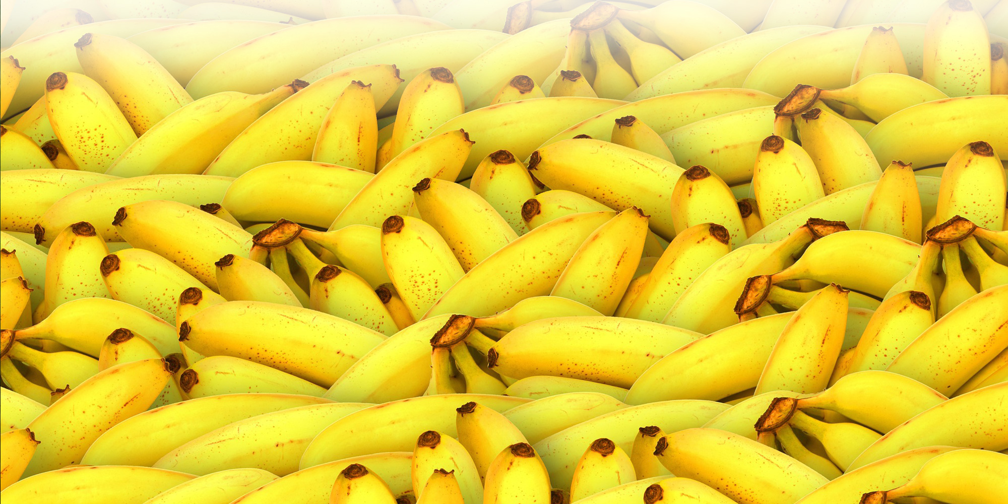 Fagytűrő termő banán