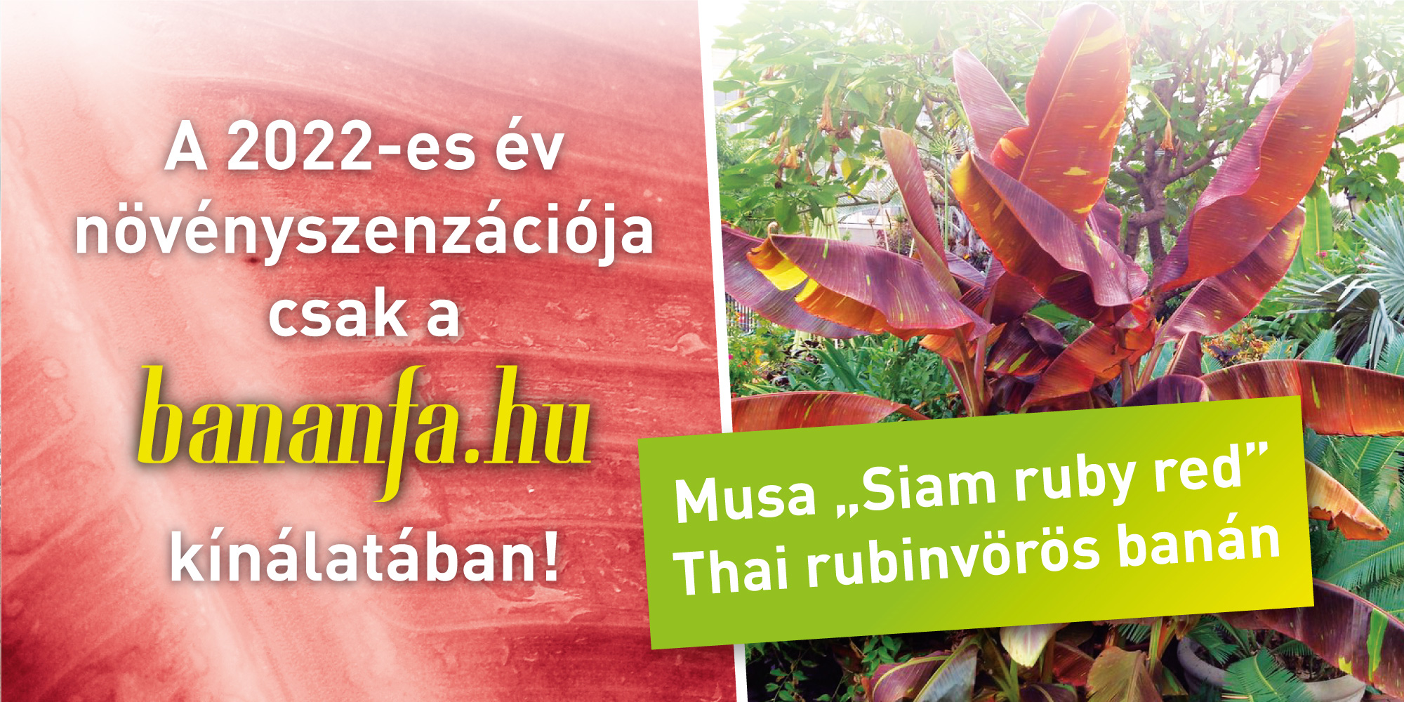Musa „Siam ruby red”