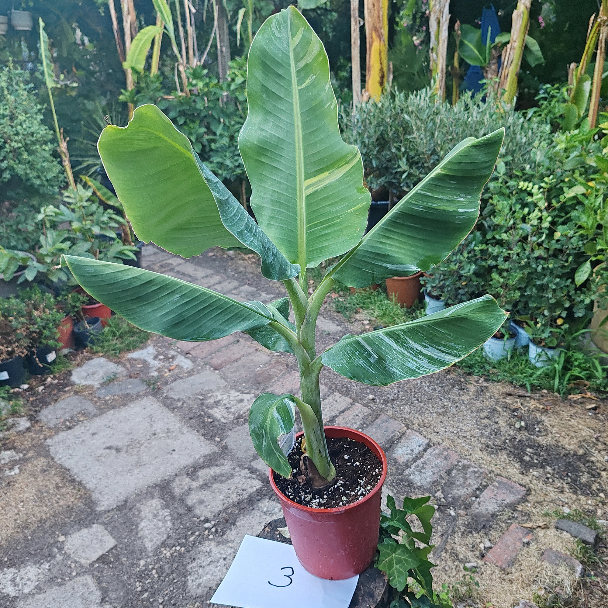 その他観葉植物 Musa Wah Kom Mint Musa Wah Kom Mint