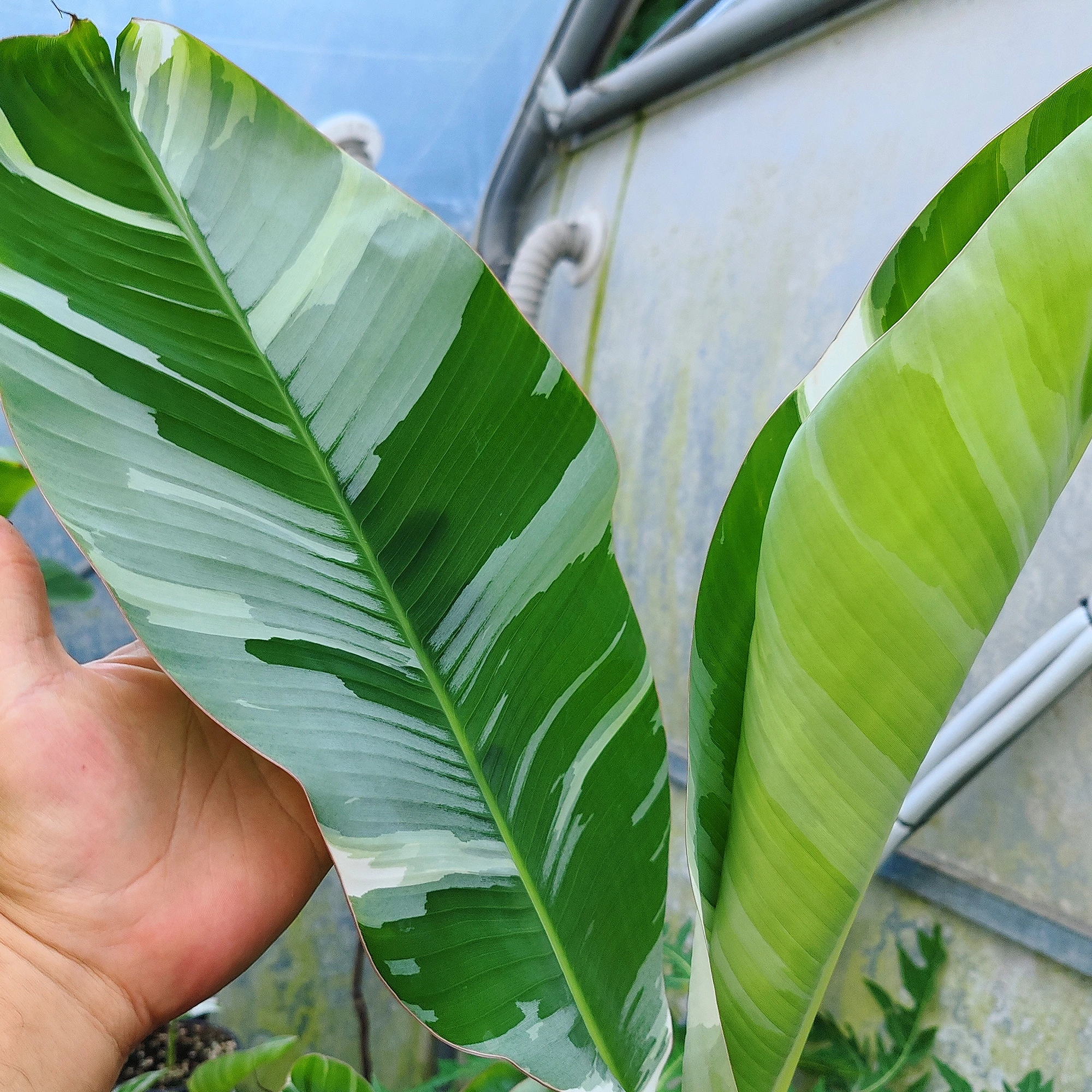 斑入りバナナ】ムサアエアエ フロリダバリエガータ3.5号 斑入りバナナ